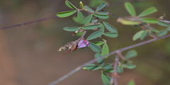 Desmodium biarticulatum
